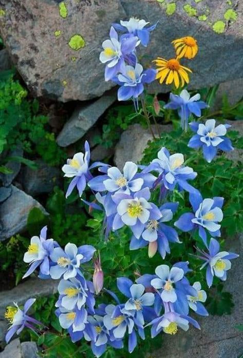 Blue Perennials, Colorado Gardening, Flower Draw, Colorado Wildflowers, Ouray Colorado, Planters Garden, Columbine Flower, Flowers Growing, On The Rocks