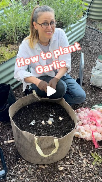 Grow Garlic In A Pot, How To Grow Garlic In A Pot, Garlic Planting How To Grow, Growing Garlic In Pots, When To Plant Garlic, How To Plant Garlic, Plant Garlic, Grow Garlic, Ti Plant