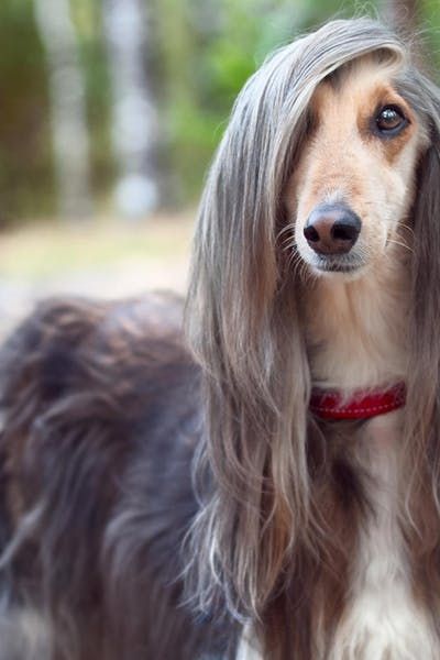 Most Expensive, Dog Breeds, Long Hair, Dogs, Hair, White