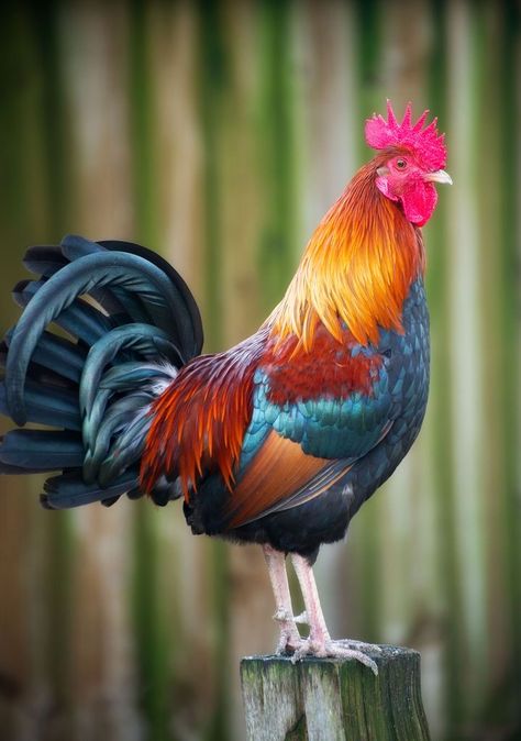 Rooster