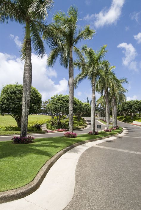 Australian Country Houses, Landscaping Entrance, Palm Trees Garden, Tree Lined Street, Streetscape Design, Palm Trees Landscaping, Palm Lines, Road Markings, Commercial And Office Architecture