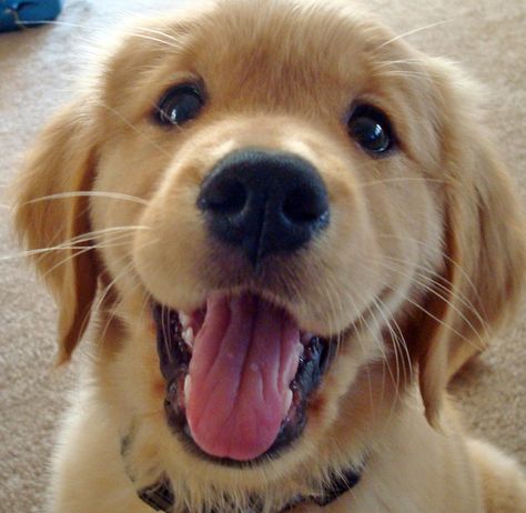 Golden Retriever smiling at you 골든 리트리버, Golden Retriever Puppy, Retriever Puppy, Golden Retrievers, 귀여운 동물, Training Tips, Animals Friends, Dog Life, I Love Dogs