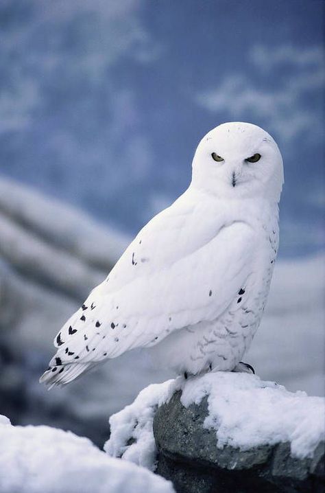 Arctic Owl, Arctic Tundra, Owl Photography, Owl Wallpaper, Snow Owl, Owl Photos, Owl Eyes, Owl Pictures, Beautiful Owl