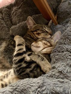 Cuddles Mood Sleep, Two Cats Sleeping, Cats Hugging Each Other, Kitties Cuddling, Cats Sleeping Together, Cats Snuggling, Cuddle Pile, Hugging Cats, Cats Hugging