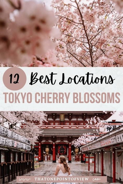 It is hard to nail down the best places to see the cherry blossom trees in Tokyo, so I have compiled them all for you in this post, with most of them being completely free! I'm going to show you the 12 best locations to see the Cherry Blossom Trees in Tokyo Japan, including which spots are completely free and logistical information to get there! Japan travel | Japan cherry blossom season | cherry blossoms in Tokyo | Tokyo Japan Spring | Cherry Blossom Season Japan, Tokyo In April, Tokyo Cherry Blossom, Spring In Tokyo, Tokyo Sakura, Tokyo Trip, Japan Bucket List, Tokyo Vacation, Japan Spring