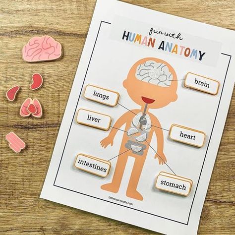 Candice | Little Smarty Ants (@littlesmartyants) • Instagram photos and videos My Body Parts, Human Body Printables, Body Preschool, Homeschool Activity, Homeschool Lesson Plans, Kindergarten Curriculum, Human Body Anatomy, Homeschool Education, Preschool Art Activities