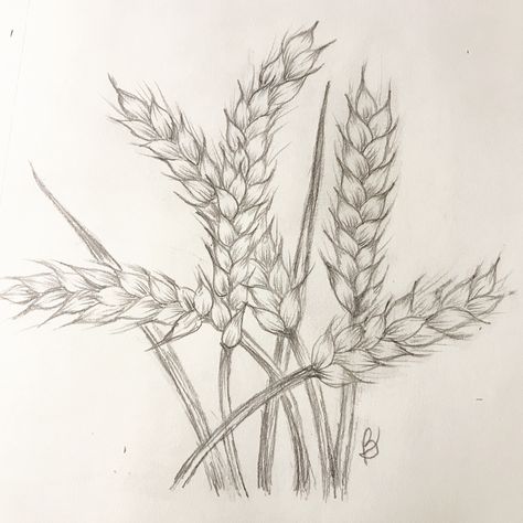 Wheat Drawing Simple, Wheat Field Drawing, Wheat Sketch, Wheat Drawing, Drawing Flowers, Wheat Fields, Watercolor Ideas, Wheat Grass, Drawing Inspo