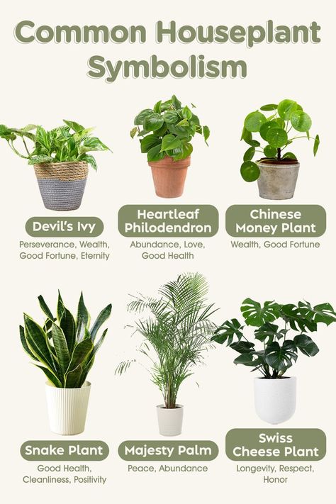 Plant Meanings, Low Light House Plants, Household Plants, Plant Care Houseplant, Healing Plants, Inside Plants, Growing Plants Indoors, Best Indoor Plants, Air Purifying Plants