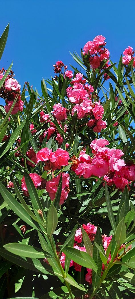 Oleander Tattoo, Oleander Flower, Planting Palette, Poisonous Flowers, Oleander Plants, Statue Drawing, Flower References, Nerium Oleander, Flower Tips