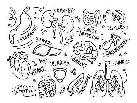 Organ Spill Art, Organ Doodles, Body Organs Drawing, Human Organs Drawing, How To Draw Gore Organs, Drawing Organs, Medicine Doodles, Organ Painting, Doodle Anatomy