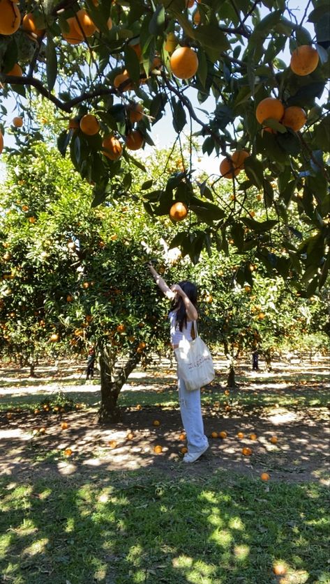 Orange Spring Aesthetic, Orange Picking Photography, Orange Grove Aesthetic, Picking Fruit Aesthetic, Orange Orchard Aesthetic, Orange Picking, Orangey Yellow, Summer Orange, Fruit Picking