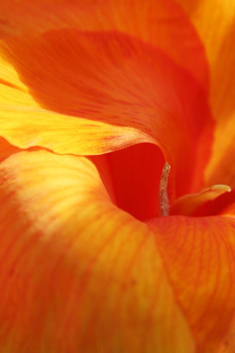 Summer Smash, Foto Macro, Macro Flower, Jaune Orange, Orange You Glad, Orange Aesthetic, Orange Wallpaper, Tangerine Orange, Orange Is The New