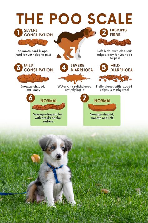 Dog Poop Health Guide: The Poo Scale provides information on how to identify and interpret your dog's poop to help you keep them | #Dog_Training_Aesthetic #Dog_Training_Treats_Recipe #Training_Aesthetic #Dog_Psychology Dog Training Tips Obedience, Dog Training Aesthetic, Dog Training Treats Recipe, Dog Funnies, Training Aesthetic, Puppy Training Schedule, Dog Psychology, Puppy Checklist, Aesthetic Dog