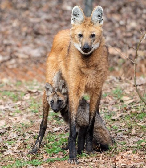 Mained Wolves, Manned Wolf, Maned Wolves, Wolf Pups, Wolf Puppy, Maned Wolf, Wolf Photography, Puppy Drawing, Puppy Wallpaper