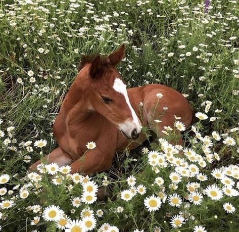 𝔞𝔪𝔟𝔢𝔯 on Twitter: "if ur having a bad day just look at these pics… " Jocelyncore Aesthetic, Graciecore Aesthetic, Farmcore Fashion, Animals In Flowers, Cai Arabi, Ahal Teke, Cute Farm Animals, Cele Mai Drăguțe Animale, Rasy Koni