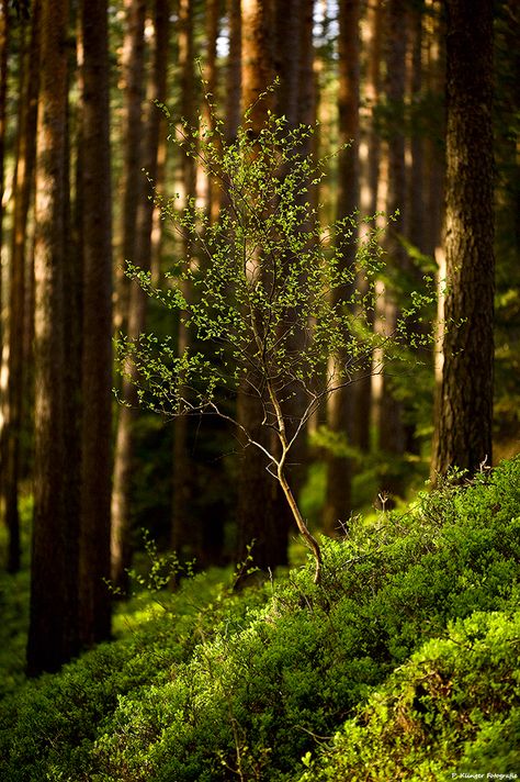 Woodland Cottage, Matka Natura, Photography Sky, Woodland Forest, Tree Photography, Tree Hugger, Ideas Photography, Walk In The Woods, Tree Forest