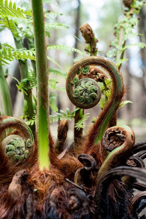 Tree Ferns are ferns of insanely large proportions growing up out of a wood “trunk”. If you are already obsessed with the beautiful look and feel of fern fronds, then this is a way to bring in a statement plant that is rarely seen indoors. Tree Ferns are easy to care for and a unique way to create that jungle feel in your house. My guide will cover tips for care and success. Fern Reference, Mossy Cottage, Fern Photo, Repotting Plants, Indoor Ferns, Book Sculptures, Wood Fern, Jungle Plants, Field Journal