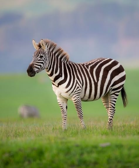 Zebra Anatomy, Zebra Reference, Zebra Photography, Zebra Photo, Zebra Pictures, Zebra Art, Wild Animals Pictures, Zebra Animal, Baby Zebra