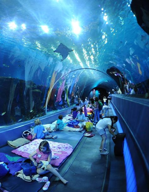 Sleep under the sharks at the world's largest aquarium, right here in America. There's family AND adult-only sleepovers! Aquarium Architecture, Public Aquarium, Amazing Aquariums, Georgia Aquarium, Sleepover Things, Portal 2, Aquarium Design, Things To Do At A Sleepover, Slumber Parties