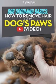 Dog Grooming Diy, Goldendoodle Grooming, Dogs Paws, Schnauzer Grooming, Dog Grooming Styles, Puppy Grooming, Dog Grooming Tips, Poodle Grooming, Dog Haircuts