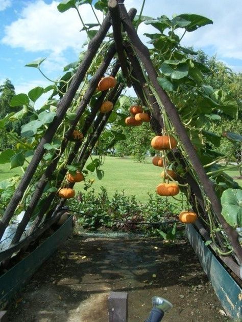 Pumpkin Trellis, Diy Jardin, Planting Pumpkins, Jardim Diy, Gardens Ideas, Growing Pumpkins, Diy Raised Garden, Garden Vines, Raised Garden Beds Diy