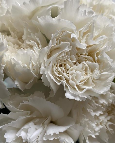 my favorite flowers are white carnations The petals look like little skirts and they always bloom for more than 2 weeks. And I mean… LOOK AT THEM! What are your favorite flowers? #freshflowerfriday #fridayflowers #flowerlovers #carnation #whiteflowers #treatyourself White Carnations Aesthetic, Carnation Garland, Girlie Aesthetic, White Carnations, Carnation Flowers, White Carnation, Favourite Flowers, Carnation Flower, Vanilla Girl