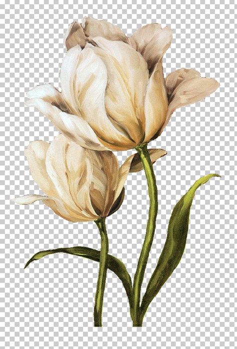 Aesthetic Flower Png, Amycus Carrow, Alecto Carrow, Paint Png, Png Images Free, Flower Png Images, Flower Background Iphone, Flower Background Images, Photo Elements