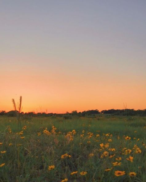 Grassy pasture flower wildflower sunset Pasture Aesthetic, Nature Aesthetic Landscape, Sunset Nature Aesthetic, Aesthetic Country, Sunset Today, Aesthetic Landscape, Farm Photography, Grassy Field, Grass Field