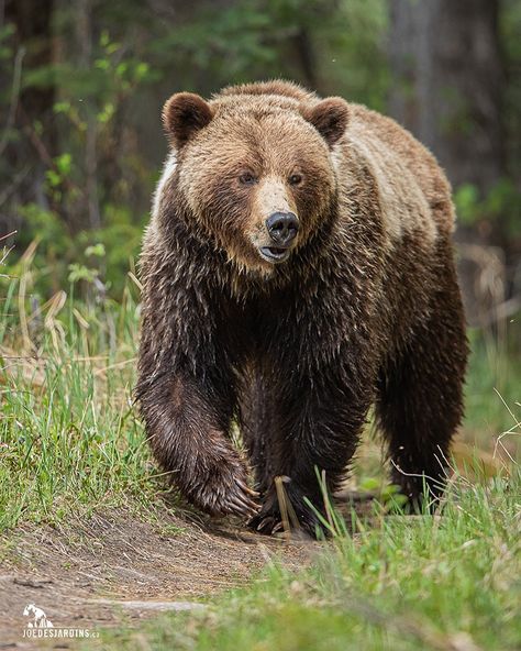 Joe Desjardins | Photographer on Instagram: “Grizzly bear of the Canadian Rockies 🇨🇦 . . . #ig_naturelovers #natureisamazing #grizzlybears #explorealberta #ig_animals #naturegeography…” Grizzly Bear Aesthetic, Cute Grizzly Bear, Paint Carving, Grizzly Bear Photography, California Grizzly Bear, Beruang Grizzly, Bear In Forest, Bear Reference, Canadian Animals