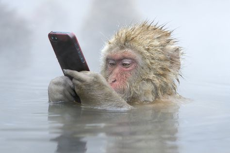 ** 🐵 Jigokudani Monkey Park, Soul Asylum, Worst Album Covers, Snow Monkey, New Soul, Monkeys Funny, Nature Photographs, Animal Photo, Image Hd