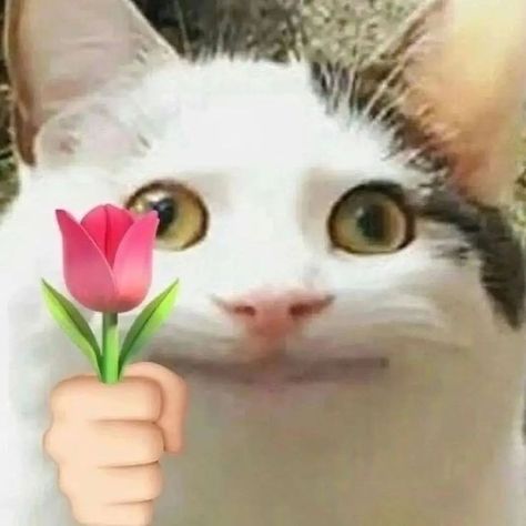 Cat Holding Flowers, Animal Memes Funny, Cats Pictures, Cat Doodle, Silly Cats Pictures, Holding Flowers, Cat Treats, Silly Cats, All About Cats