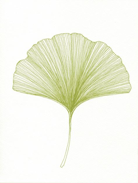 Found on Bing from www.pinterest.com Leaves Sketch, Gingko Biloba, Gingko Leaves, Leaf Illustration, Leaf Drawing, Ginkgo Leaf, Tree Tattoo, Plant Illustration, Arte Floral