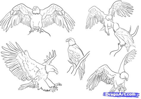 drawn bald eagle wings spread | how to draw eagles, draw bald eagles step 5 Eagle Sketch, Paradise Bird, Feather Drawing, Eagle Drawing, Eagle Images, Eagle Pictures, Wings Drawing, Eagle Art, Eagle Wings