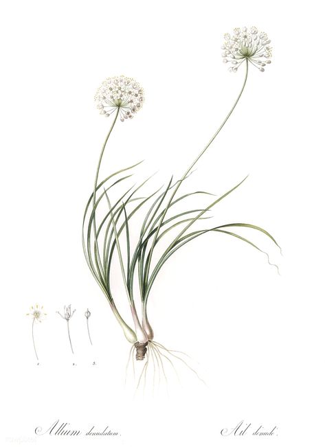 Redoute Flowers, Allium Sativum, Allium Flowers, Tattoo Concepts, Free Illustration Images, Flower Inspiration, Vintage Botanical Prints, Botanical Illustrations, Botanical Drawings