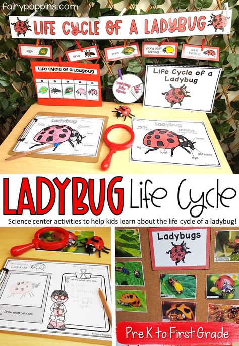 Fairy Poppins - Page 3 of 17 - Early Learning Resources Science Center Activities, Ladybug Life Cycle Activities, Life Cycle Of A Ladybug, Prek Printables, Life Cycles Kindergarten, Life Cycles Preschool, Life Cycle Activities, Science Table, Ladybug Life Cycle