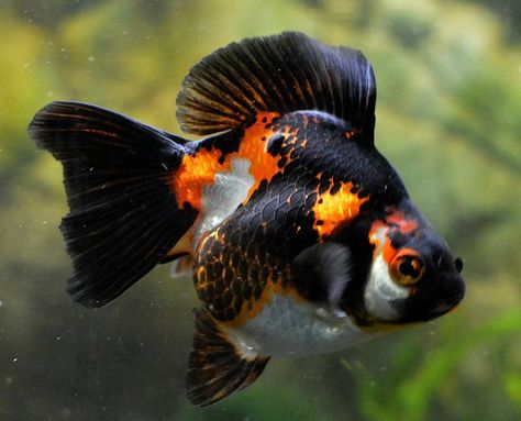 Going to be adding some very cool goldfish to my mini pond soon. Ryukin Goldfish, Goldfish Tattoo, Fish Tank Themes, Colourful Fish, Pretty Fish, Golden Fish, Underwater Creatures, Exotic Fish, Gold Fish