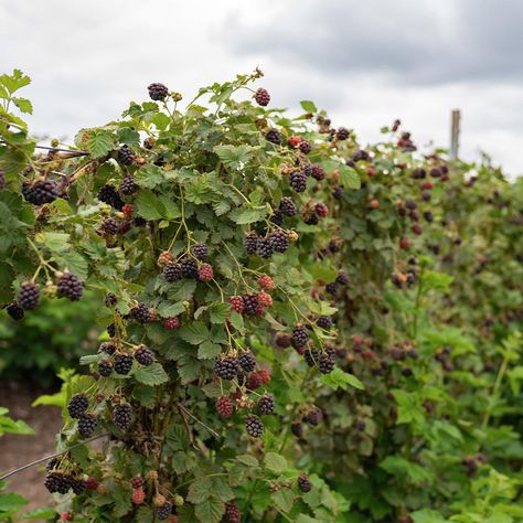 Fruit Bushes Garden, Healthy Blackberry Recipes, Blackberries Recipes, Blackberry Shrub, Blackberry Art, How To Grow Blackberries, Grow Blackberries, Urban Orchard, Blackberry Tree