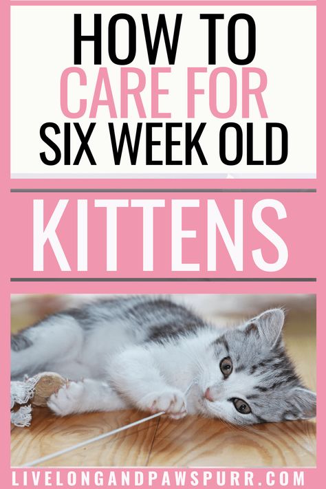 all about 6 week old kittens #kittens #sixweekold #sixweekoldkittens 6 Week Old Kitten, Training A Kitten, Cat Questions, Kitten Supplies, Cat Advice, Newborn Kittens, Kitten Food, Cat Care Tips, Kitten Care