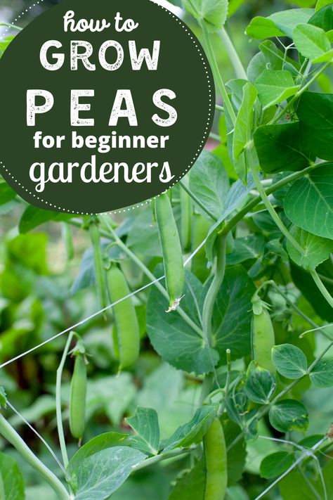 Growing peas is one of the easiest vegetables for new vegetable gardeners. Peas are perfect for spring gardens and fall gardens. Learn when to plant peas in your garden, how to grow peas on an arch, and when to harvest peas. Fresh, homegrown peas are DELICIOUS! Don't miss out. #growing #peas #garden Pea Arch Trellis, Growing Peas In Garden, Growing Peas Trellis, How To Grow Snap Peas, Growing Peas In Containers, Peas Companion Planting, Pea Companion Plants, Grow Snap Peas, Growing Snap Peas