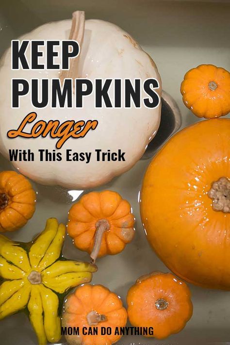 This is an easy trick to make your pumpkins last longer. This trick keeps pumpkins and gourds from rotting quickly. Pin this for fall. #pumpkins #howto #keep #tutorial #diy #fall #decor How To Clean Pumpkins For Decorating, Harvesting And Storing Pumpkins, How To Keep Your Pumpkin From Rotting, Preserving Pumpkins For Decor, How To Persevere Pumpkins, Pumpkin Decorating Ideas Fall Outside, How To Keep Pumpkins Fresh Longer, Keeping Pumpkins From Rotting, How To Make Your Pumpkin Last Longer