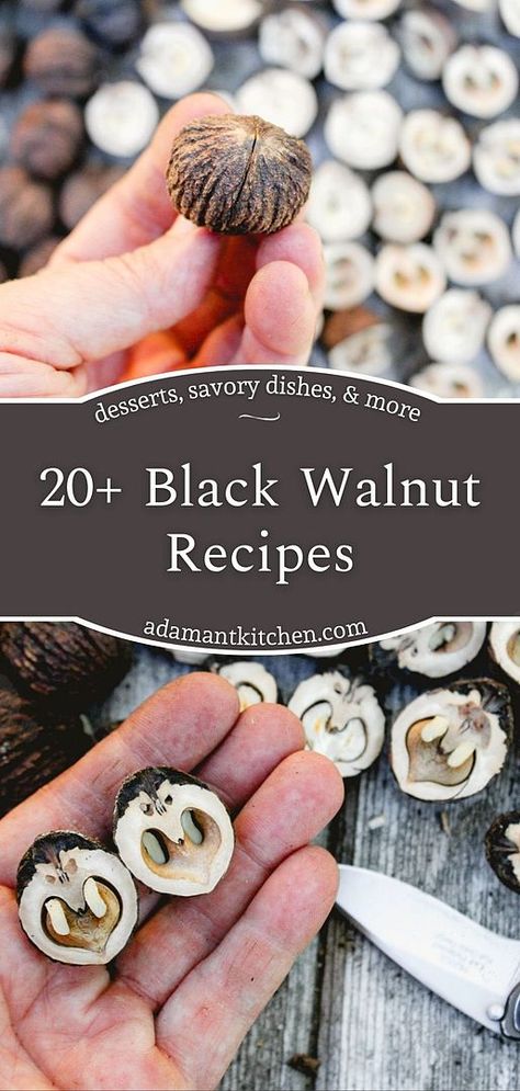 Black Walnut Pineapple Bars, Black Walnut Hull Uses, Black Walnut Desserts, Pickled Walnuts Recipes, Black Walnut Recipes Desserts, Black Walnuts Uses, Black Walnut Uses, Black Walnut Recipes, Walnut Syrup Recipe