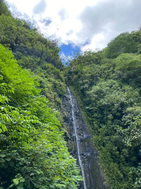 Manoa Falls, Oahu tourist attraction waterfall Hawaii hike tour trail tropical Moana Falls Oahu, Manoa Falls Oahu, Waterfall Hawaii, Hawaii Hike, Manoa Falls, Oahu Hikes, Hawaii Hikes, Hawaii Holiday, Hawaii Trip