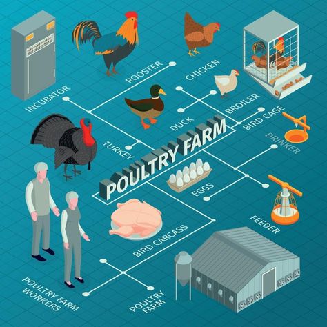 Poultry Farm Buildings, Poultry Farm Design, Poultry Business, Hatching Chickens, Smart Farm, Agriculture Business, Raising Farm Animals, Poultry House, Backyard Chicken Farming