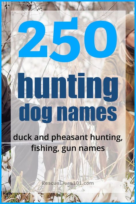 A good hunting dog deserves a great name. A name that has true meaning of his heritage, his destiny to become a great hunter. We have listed about 250 boy and girl names to give you a good start whether you are looking for pheasant, duck, bear or fish hunting dog names. Atlas Bear, Hunting Dog Names, Dog Name Ideas, Dog 101, Boy Dog Names, Girl Dog Names, Hunter Dog, Pheasant Hunting, Great Names