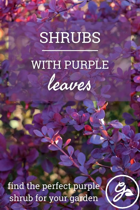 Purple Evergreen Shrubs, Purple Bushes Shrubs, Purple Foliage Plants, Purple Landscaping, Purple Fall Flowers, Purple Bushes, Purple Shrubs, Perennial Bushes, Yellow Shrubs