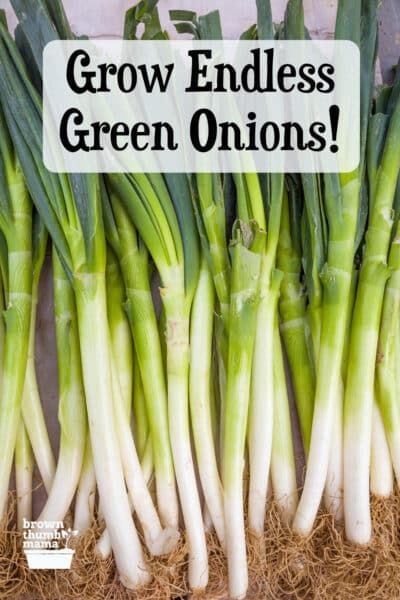 Growing Green Onions In Containers, Regrowing Green Onions, Green Onion Plant, Growing Green Onions Indoors, Scallions Vs Green Onions, How To Plant Green Onions, Green Onion Uses, How To Regrow Green Onions, Planting Onions In Containers