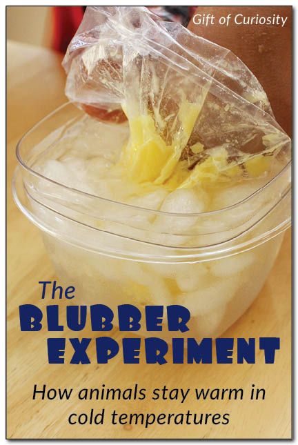 This Blubber Experiment lets kids experience for themselves how blubber keeps an animal warm in cold temperatures. Blubber Experiment, Pre-k Science, Animal Adaptations, Winter Preschool, Science Activities For Kids, Animal Science, Kindergarten Science, Preschool Science, Cold Temperature