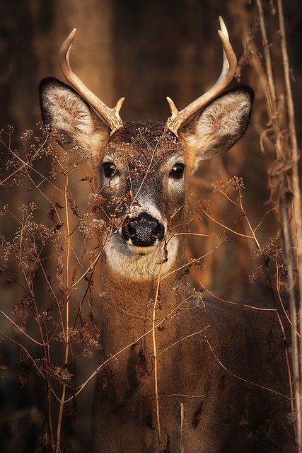 Regard Animal, Brown Deer, Nosara, Matka Natura, Mule Deer, Manx, A Deer, Whitetail Deer, 판타지 아트