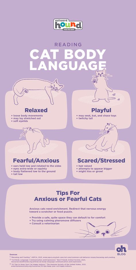 Pet Language, Cat Body Language, Cats Facts, Vet Tech School, Pet Advertising, Cat Communication, Cat Instagram, Calming Cat, Cat Biting