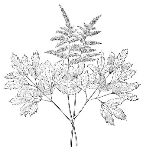 Astilbe Drawing from 1867 with Flowers & Leaves Astilbe Flower, Leaves Black And White, Flower Anatomy, Flowers Leaves, Flowers And Leaves, Flower Drawing, Public Domain, Dandelion, Black And White